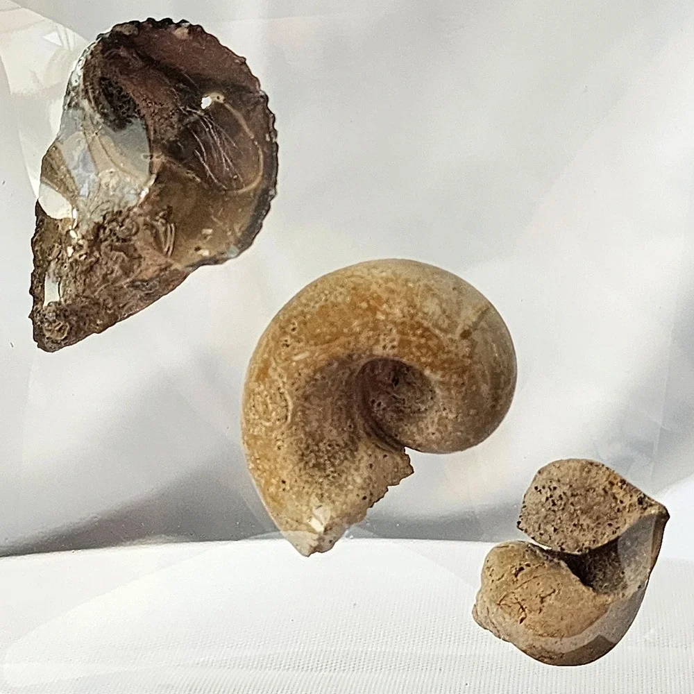 Late Cretaceous Period Ancient Fossil Carnivorous‎ Snail Trio Display Original